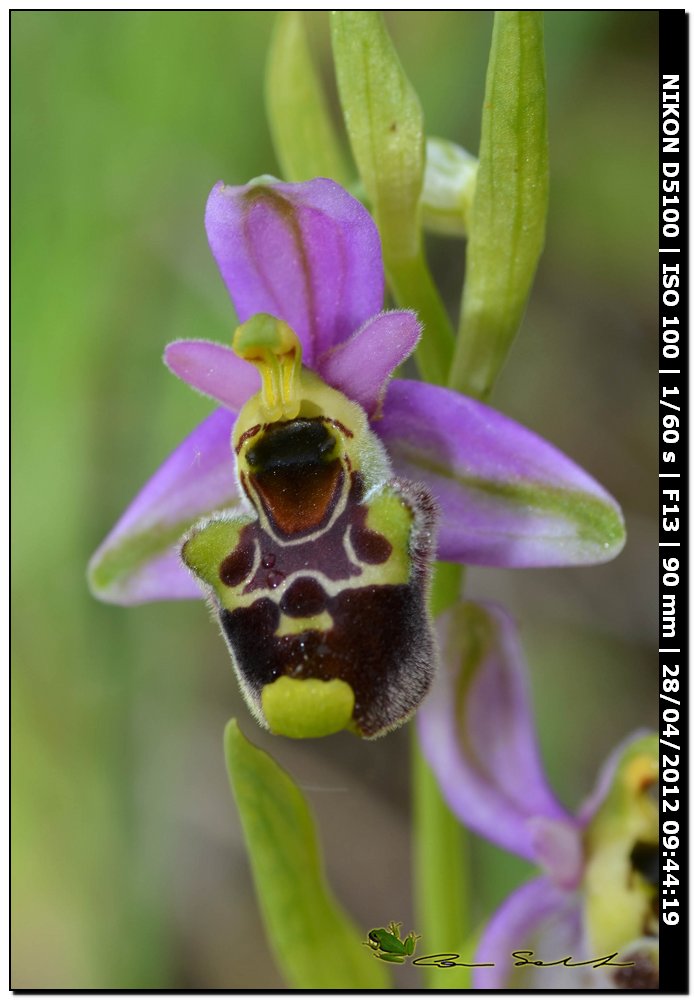 Ophrys annae