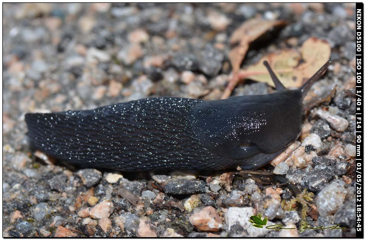 Limax gruppo corsicus da Ittiri (nero)