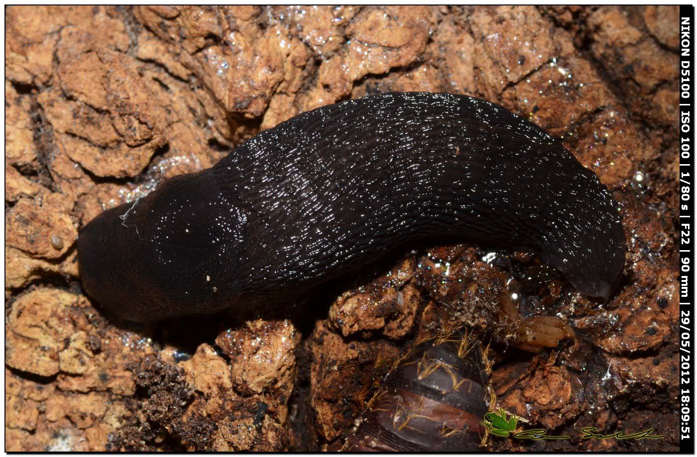 Limax gruppo corsicus da Ittiri (nero 2)