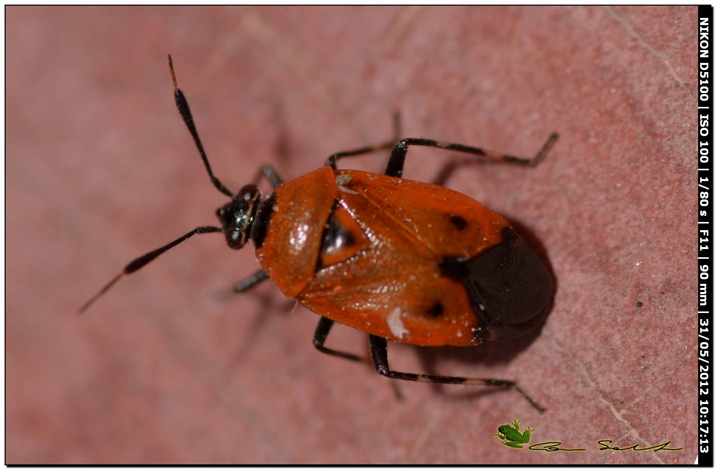 Miridae: Deraeocoris punctum della Sardegna