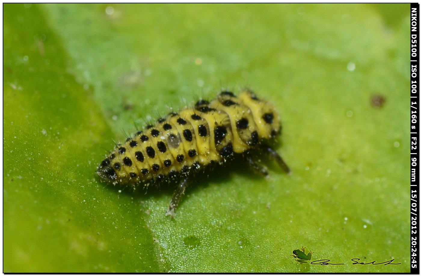 Psyllobora vigintiduopunctata, larva
