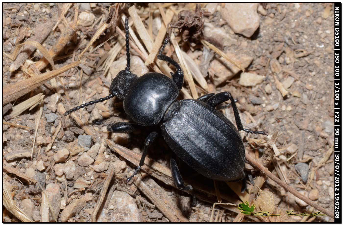 Scaurus striatus