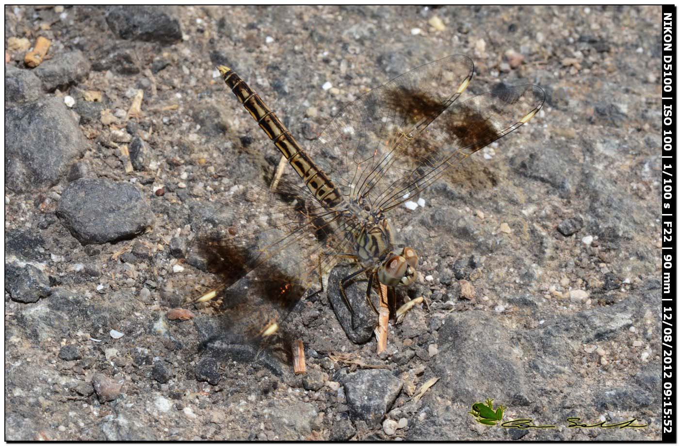 Brachythemis impartita ♂ + ♂ immaturo