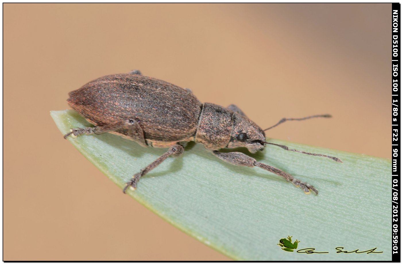 Coelositona cambricus ( cf ). No. Brachyderes grisescens