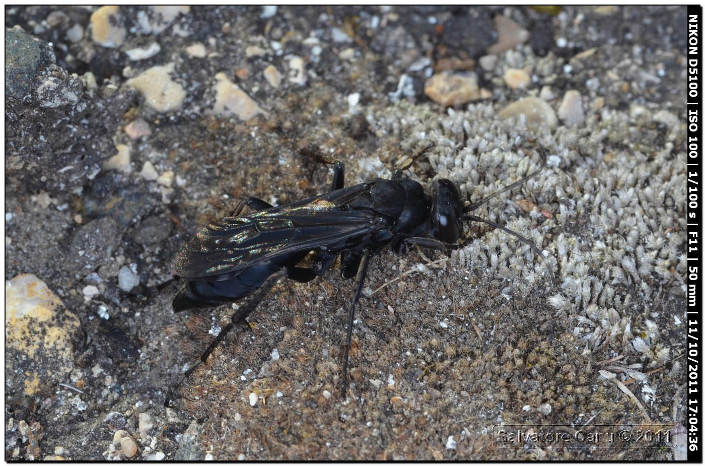 Pompilidae