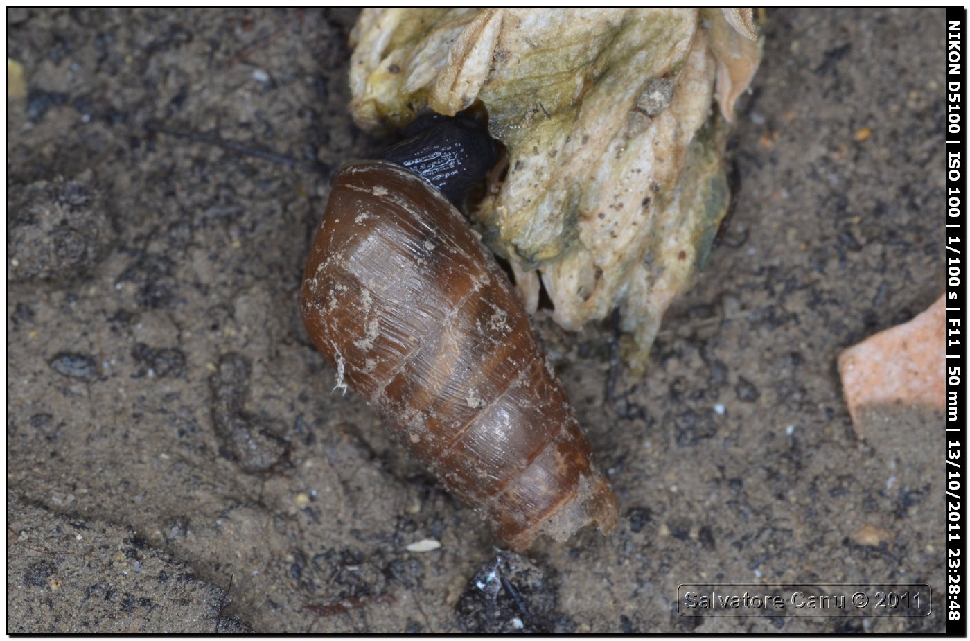Rumina decollata