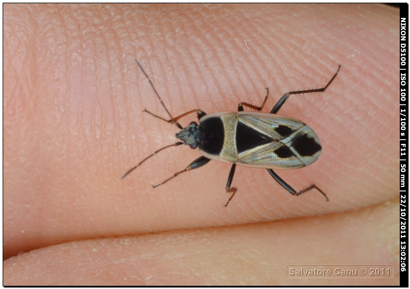 Lygaeidae:  Xanthochilus cfr. saturnius