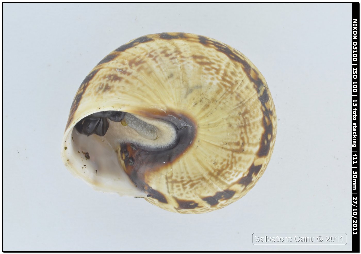 Marmorana serpentina