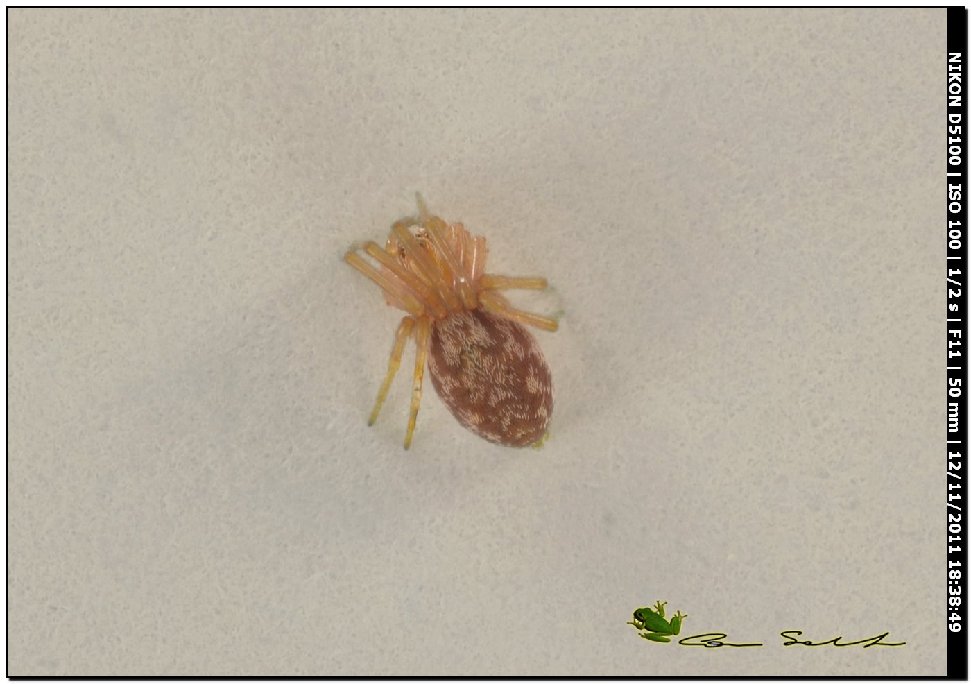 Nigma sp. di colore insolito