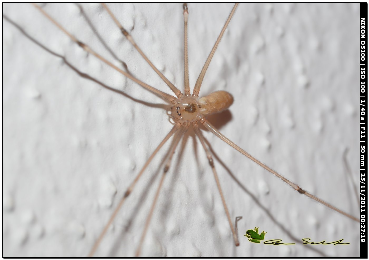 Pholcus Phalangioides (Pholcidae)