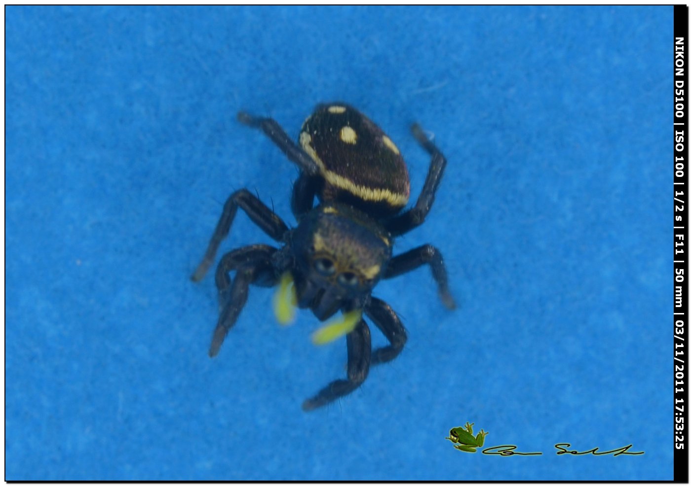 Heliophanus sp.