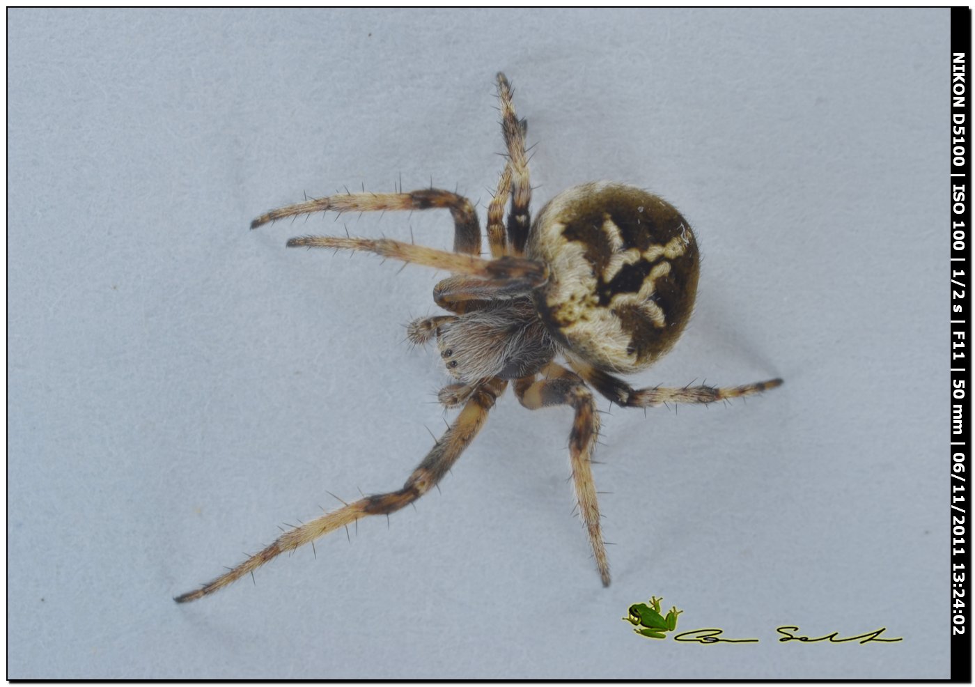 Agalenatea redii