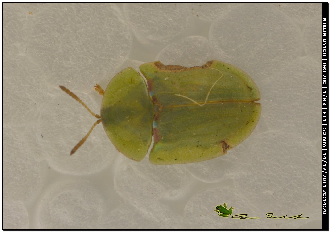 Cassida