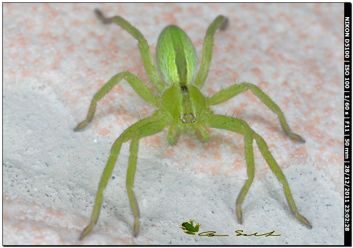 Sparassidae, Micrommata ligurina