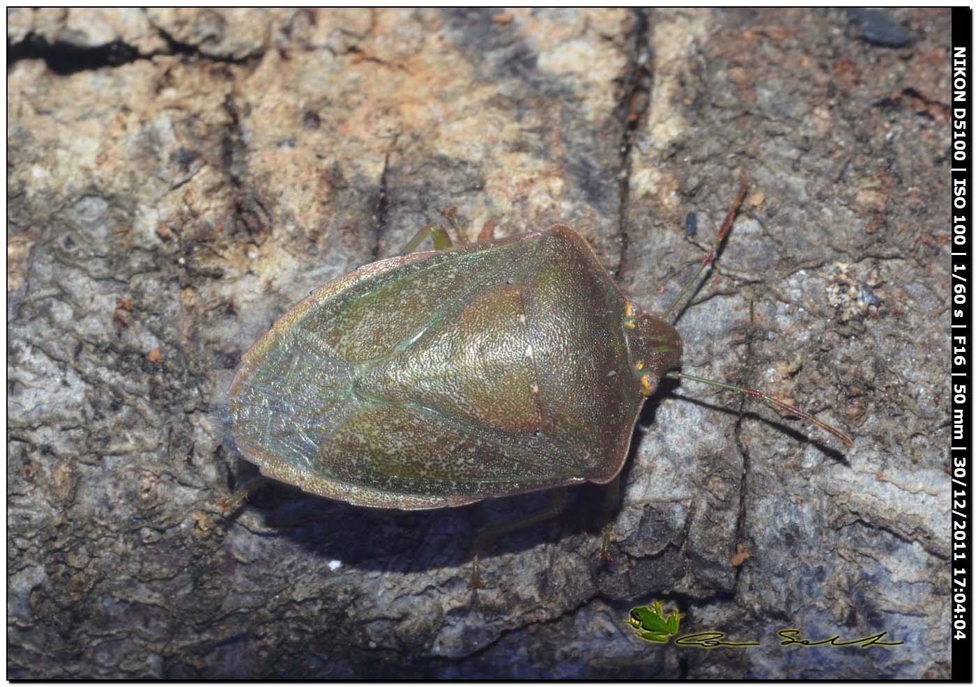 Pentatomidae: Nezara viridula 