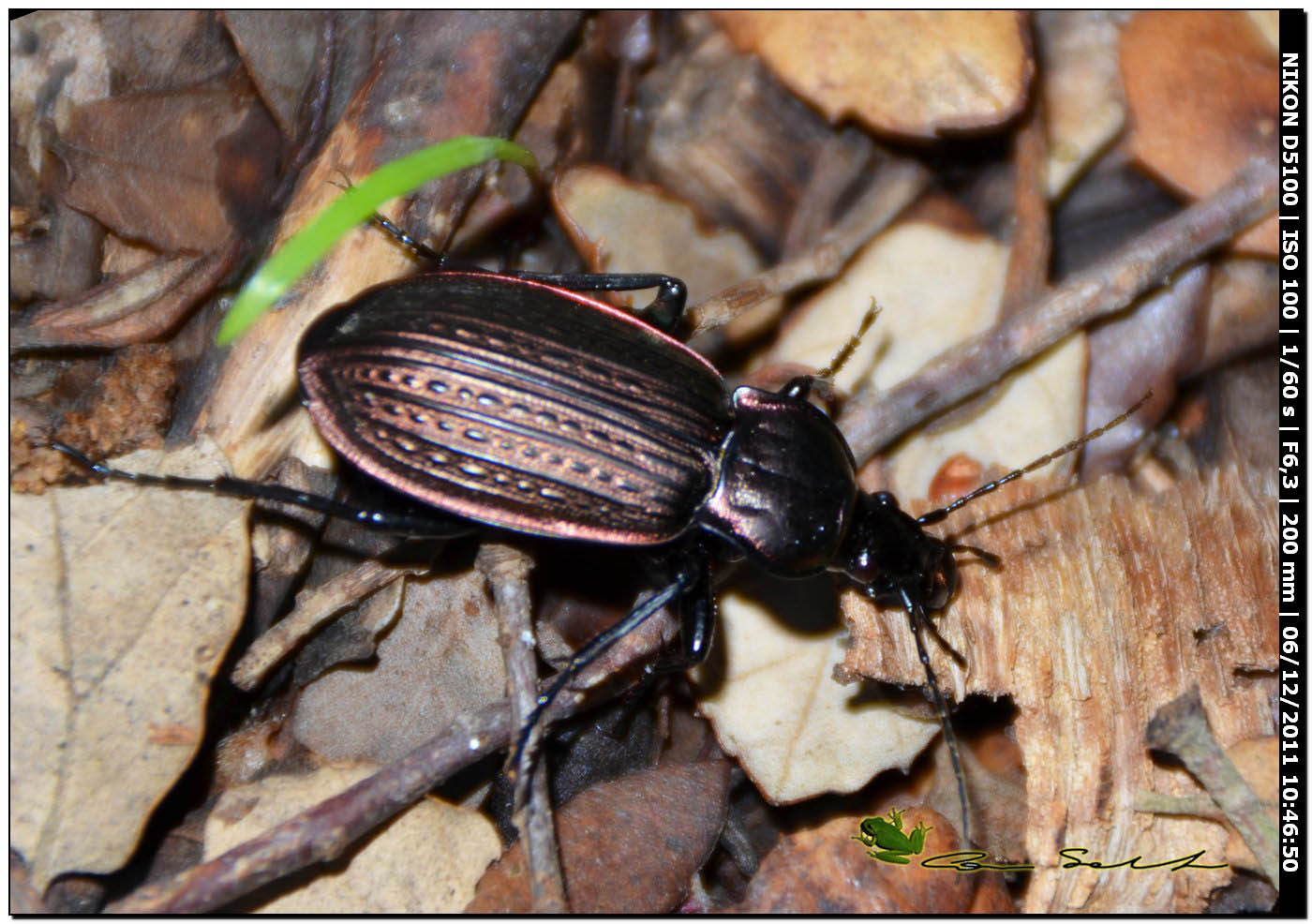 Carabus morbillosus constantinus