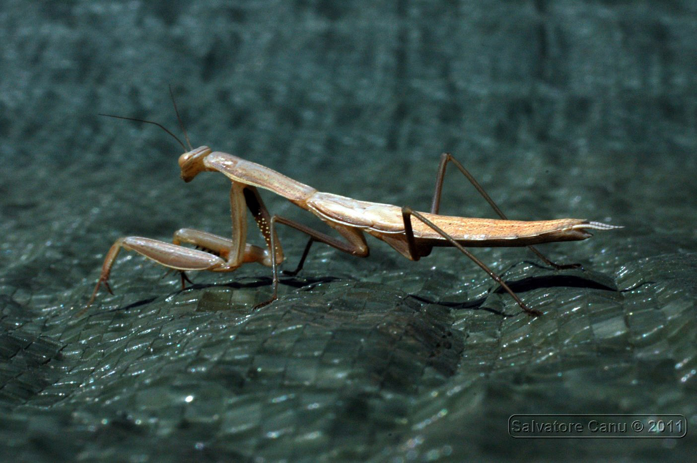 Ninfa di Mantis Religiosa