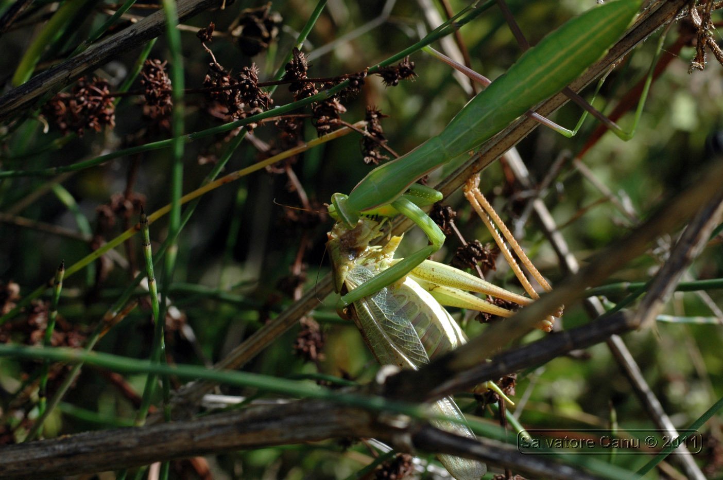 Mantis Religiosa, sequenza  di una predazione su Tettigonia