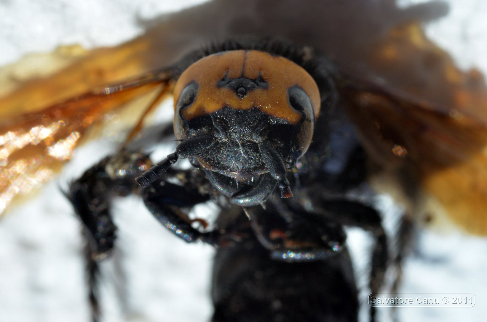 Megascolia maculata flavifrons