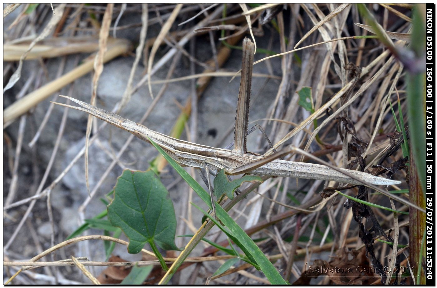 Acrida ungarica