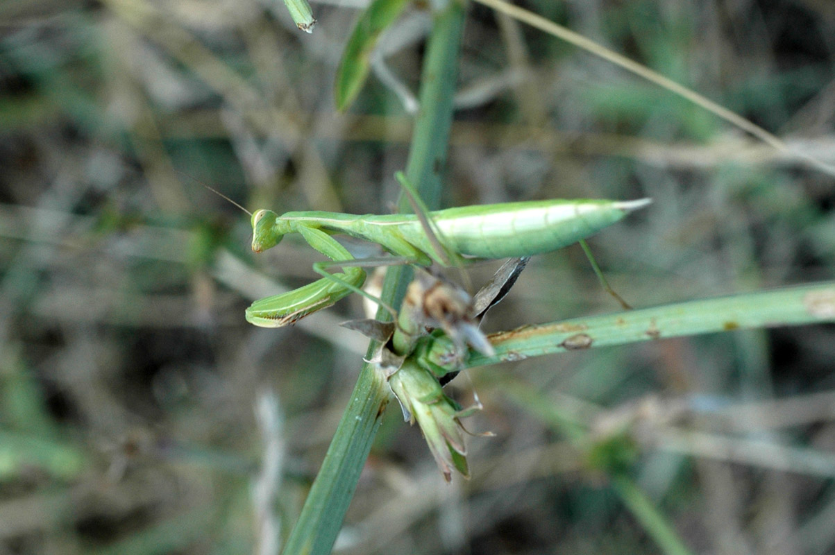 Mantis religiosa