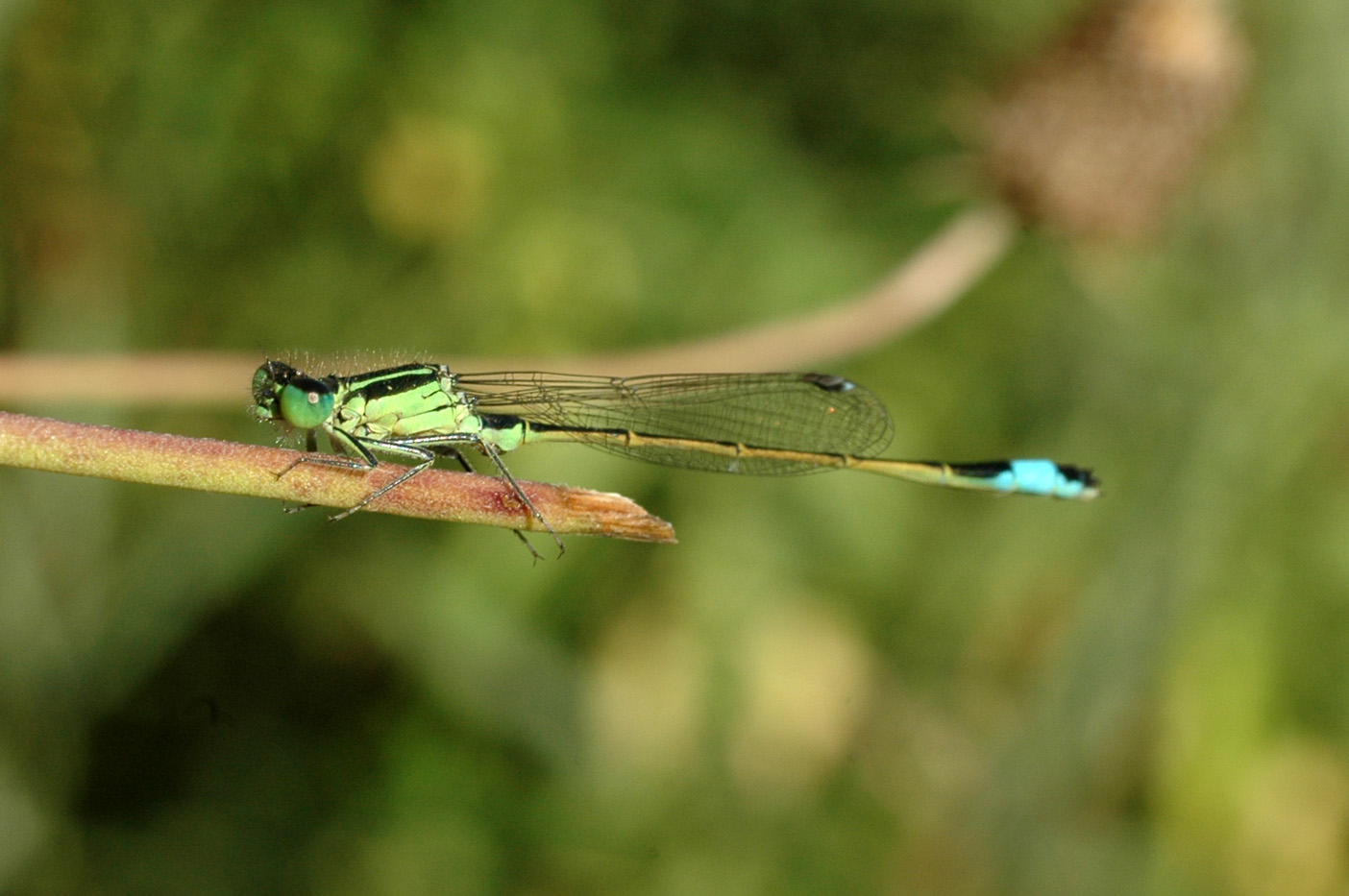 ... anche questa per ID - Ischnura genei (maschio)