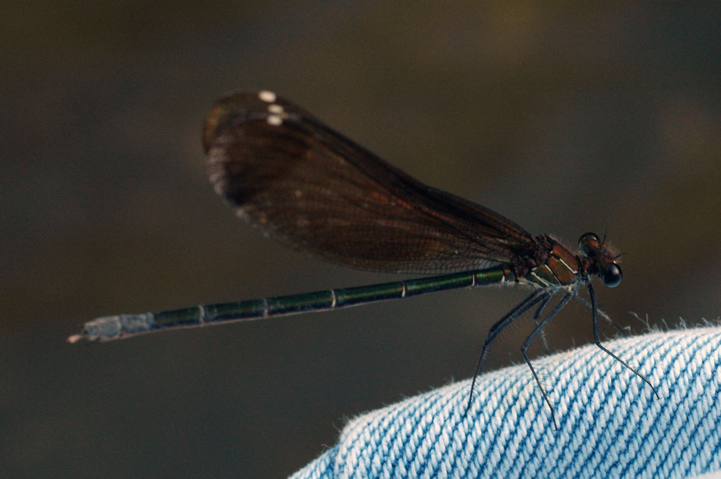 Calopterix da ID