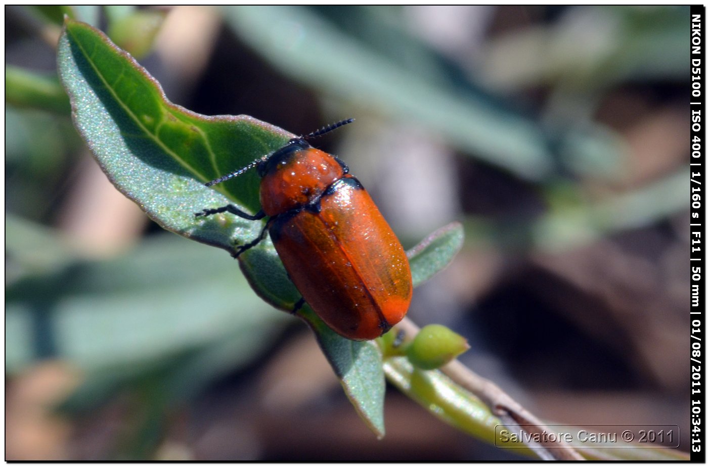 Coptocephala raffrayi?