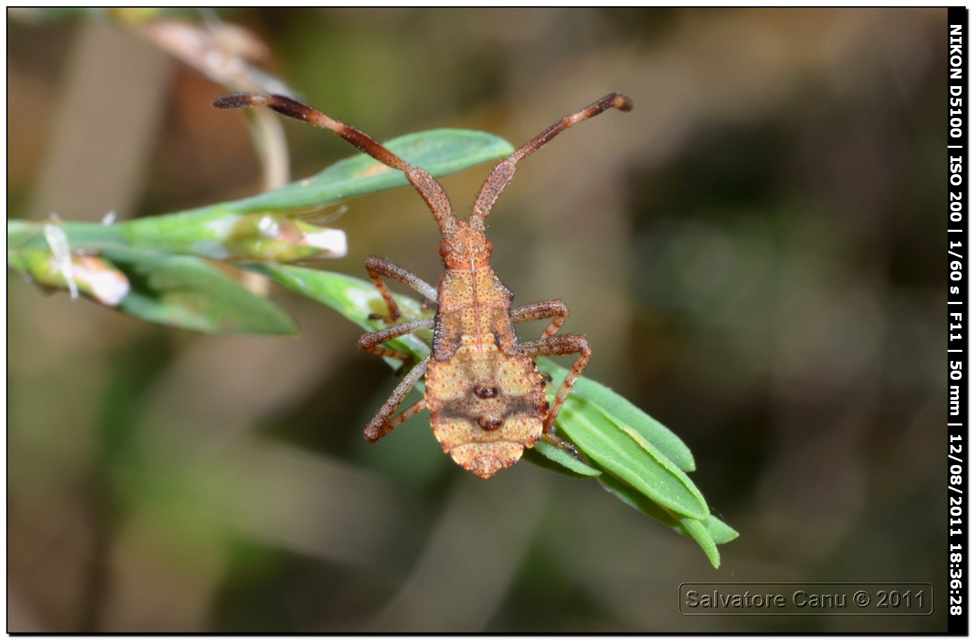Coreidae: Coreus marginatus (ninfa) della Sardegna (SS)