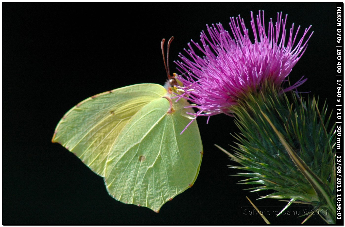 Gonepteryx cleopatra??