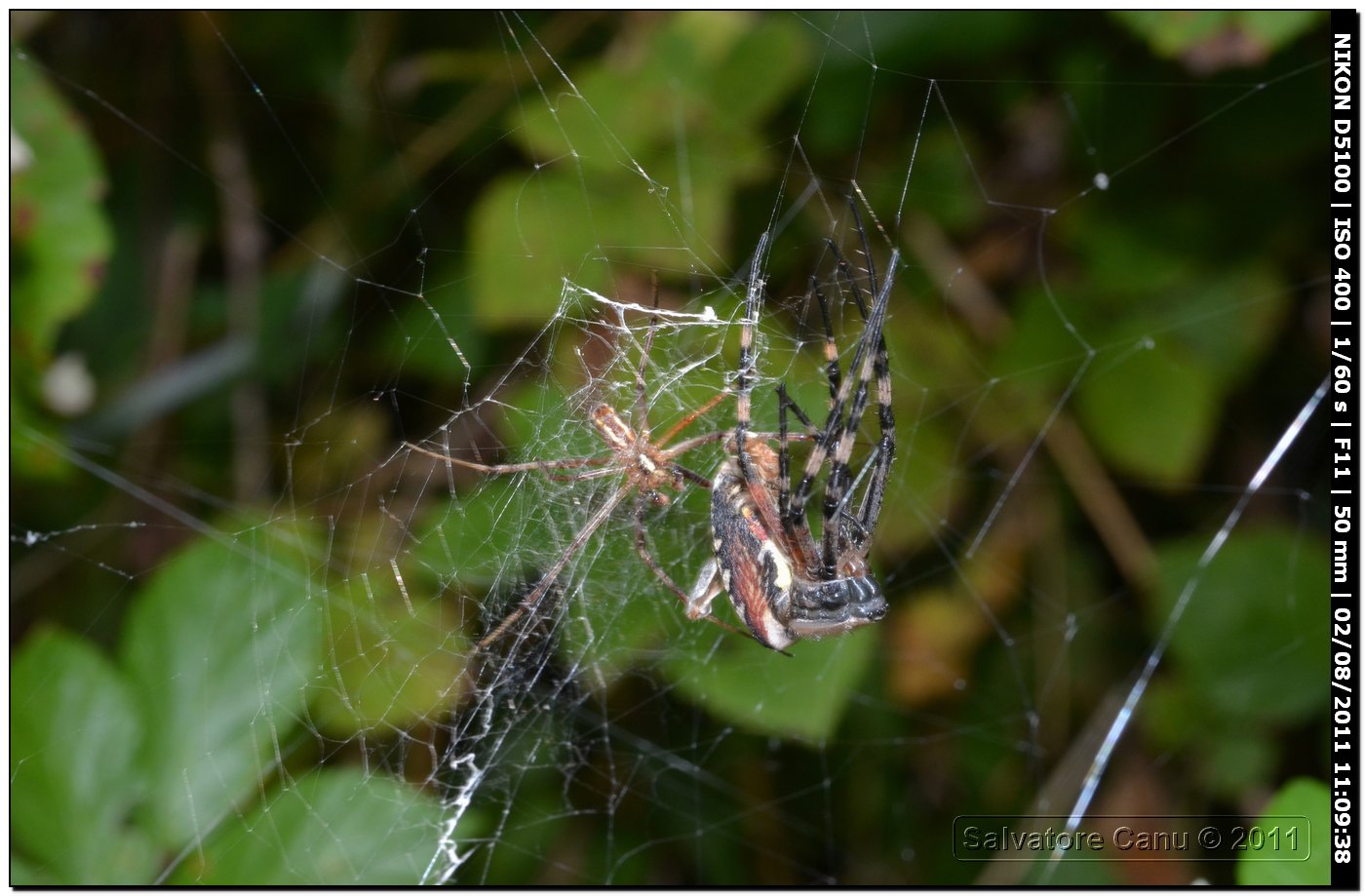 Argiope bruennichi (muta)