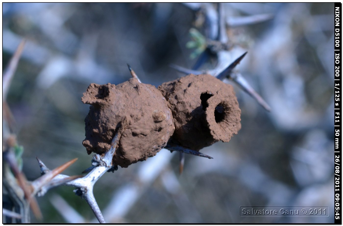Nidi di Eumenes sp.
