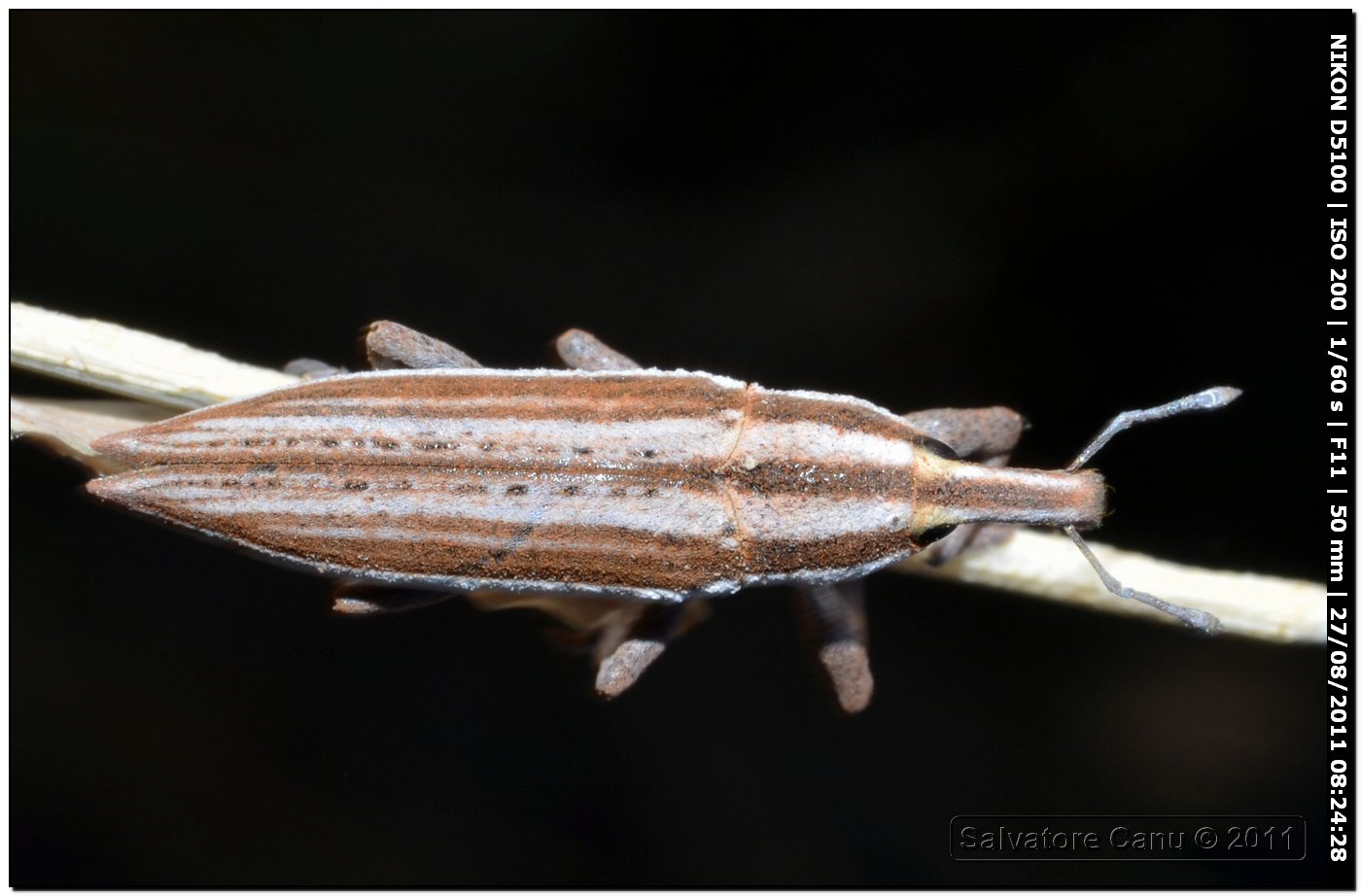 Lixus (Compsolixus) anguinus?