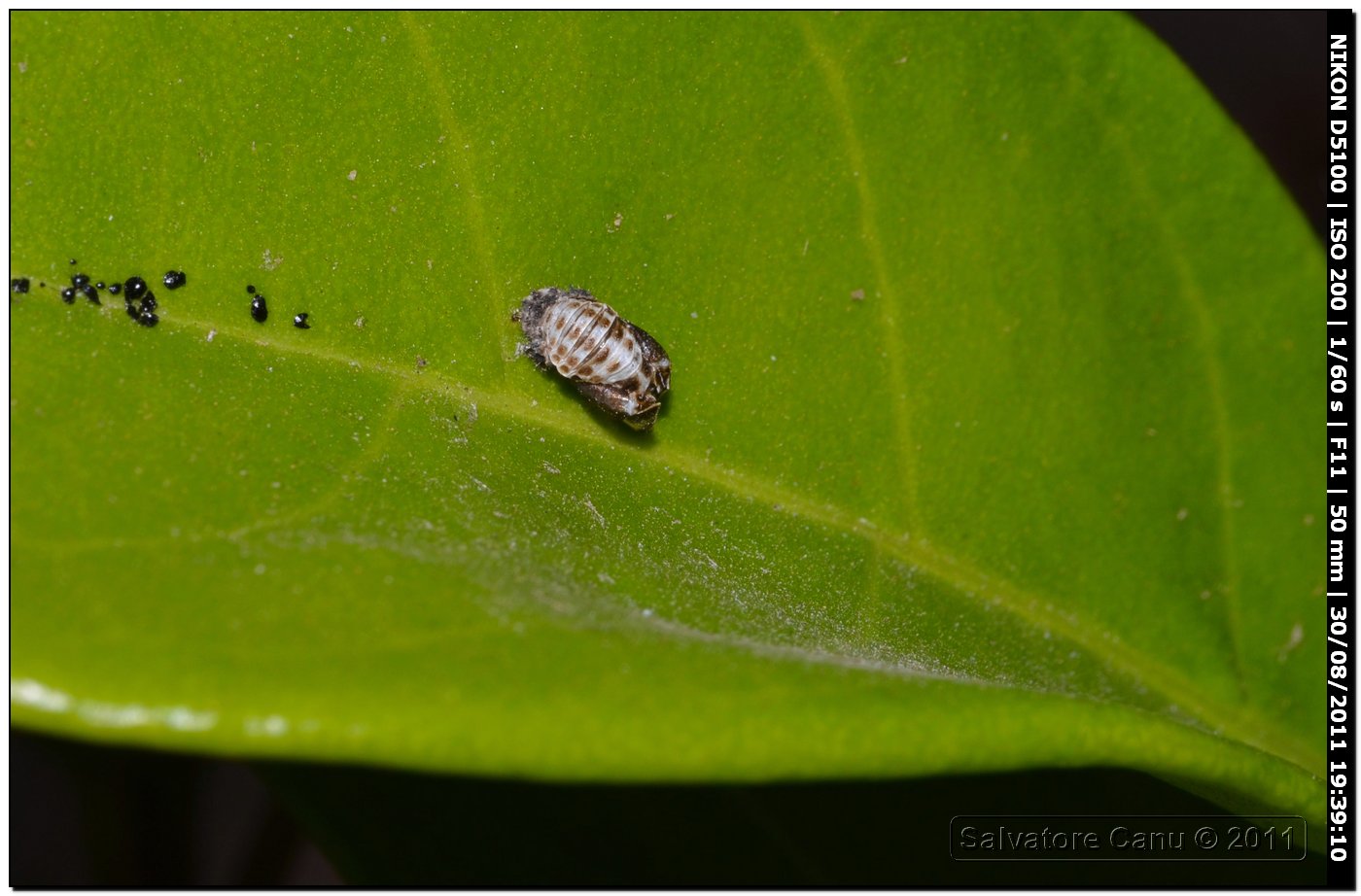 Pupa di CHrysomelidae (o Coccinellidae)