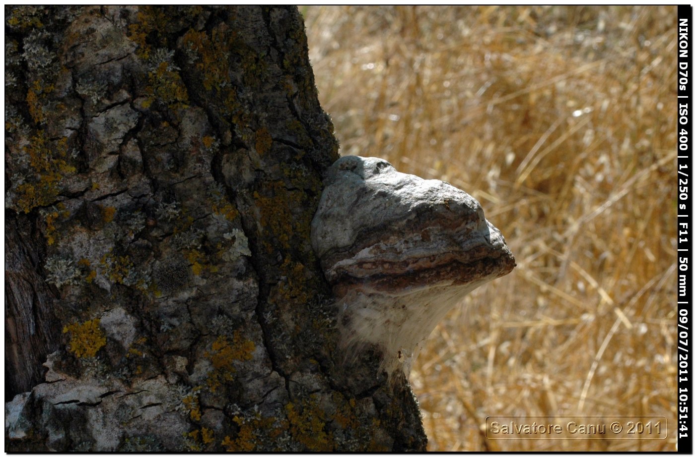 Fungo da determinare