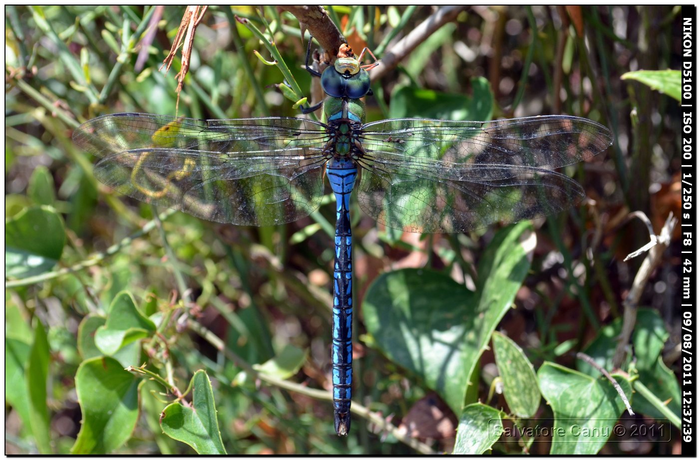 Anax imperator 2