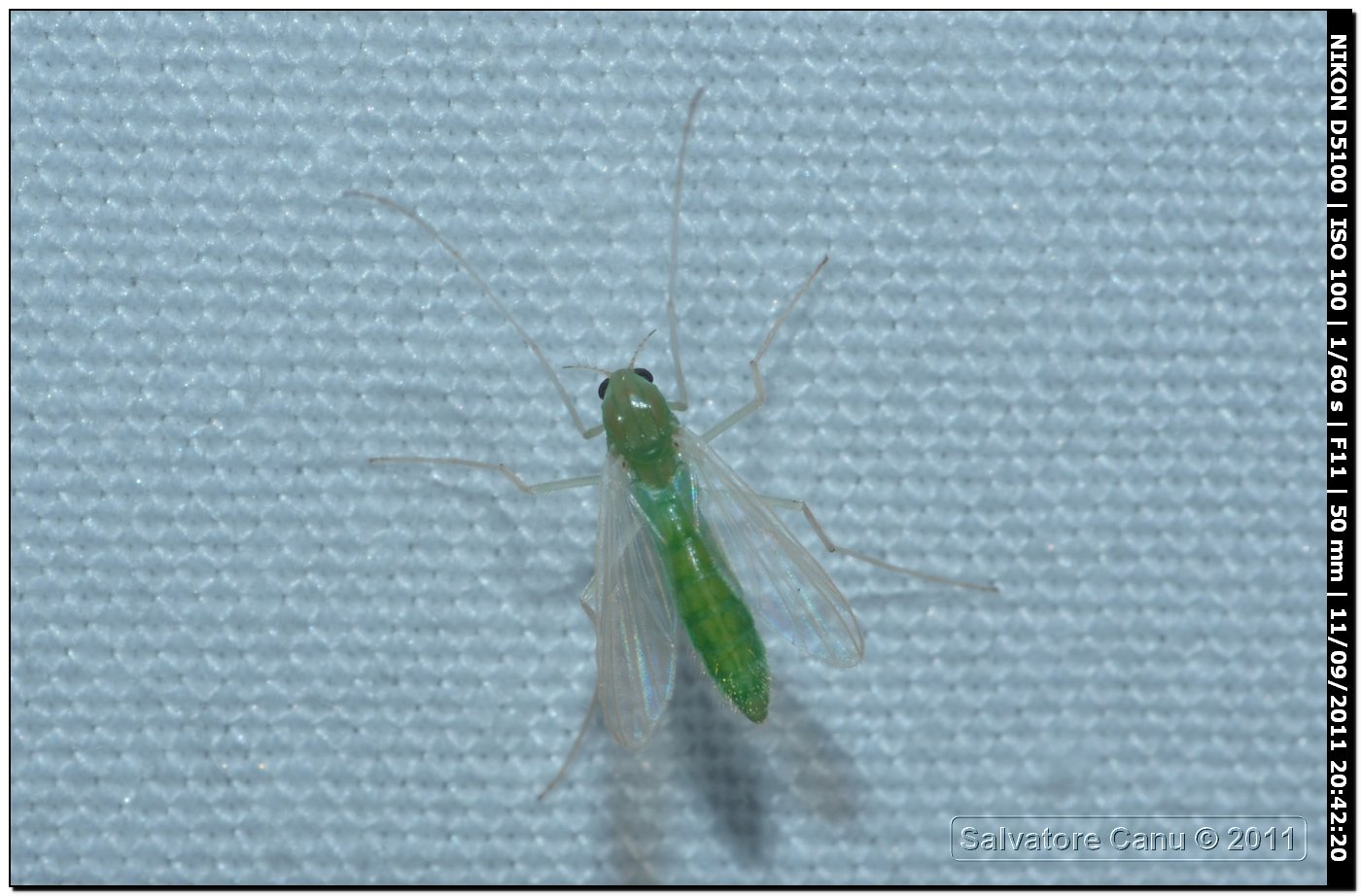 Chironomidae