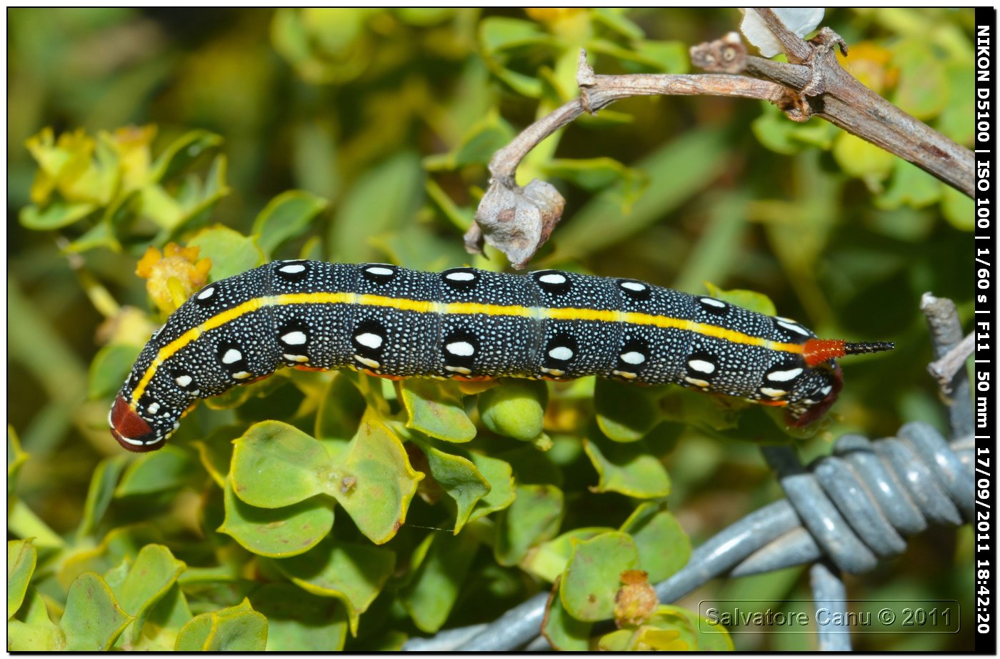 Bruco di Hyles euphorbiae o Hyles dahlii?