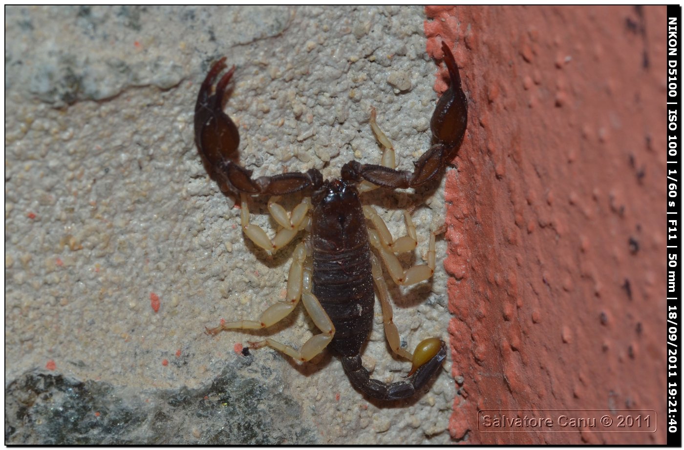 Euscorpius flavicaudis