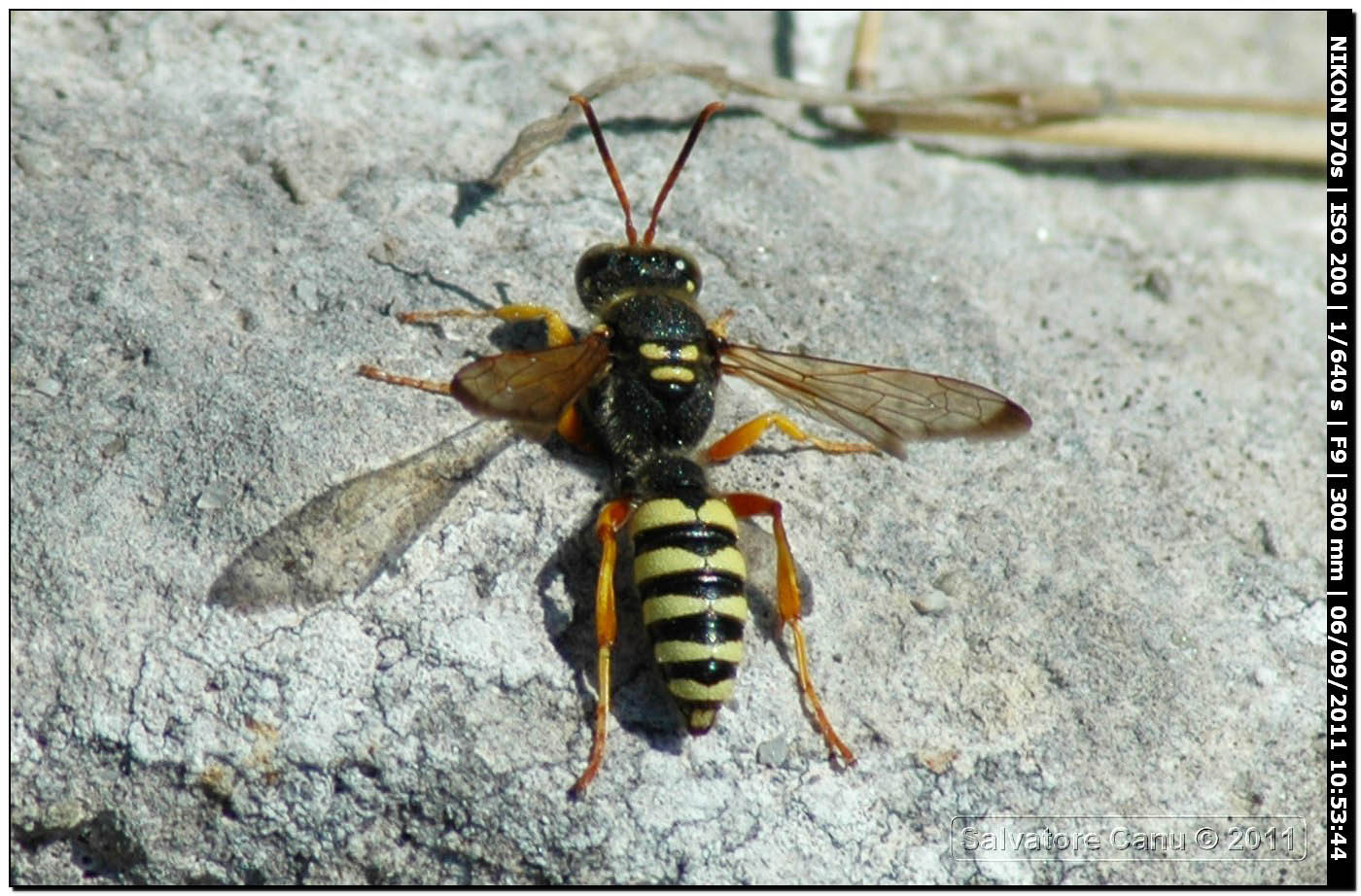 Crabronidae