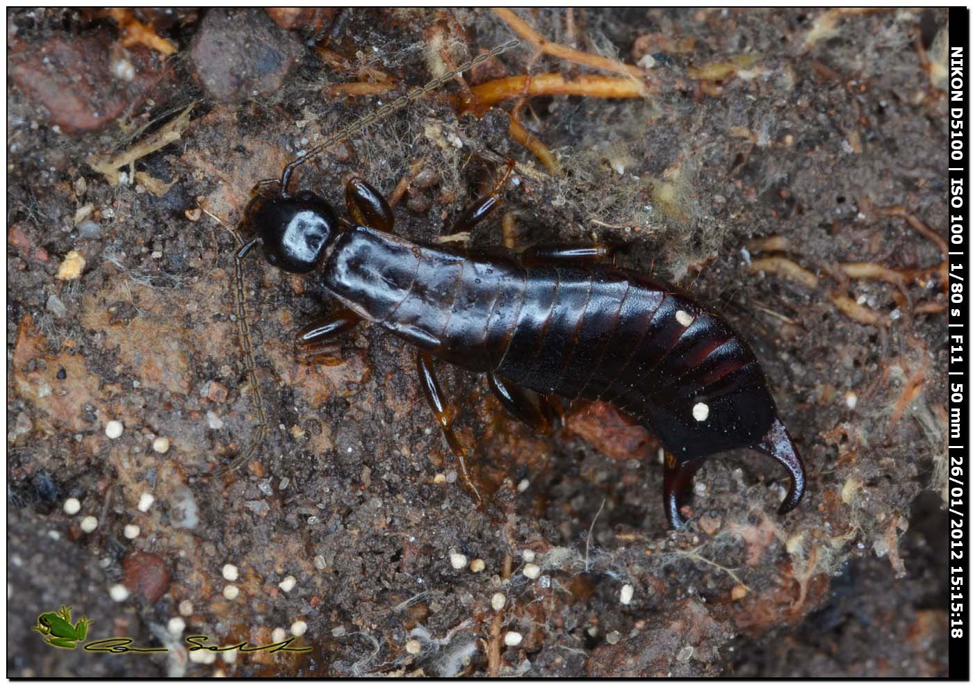 Euborellia moesta