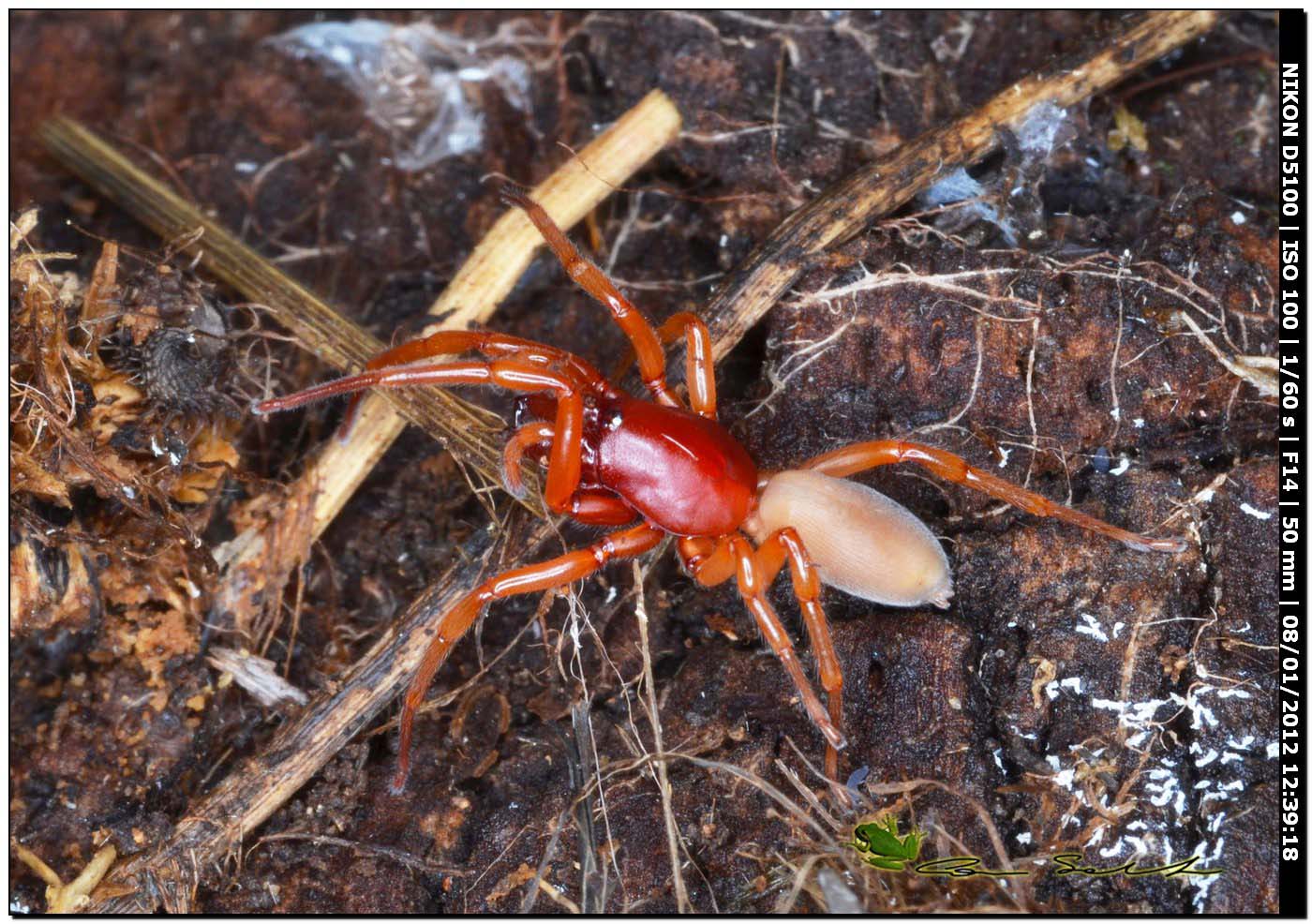 Dysdera sp.