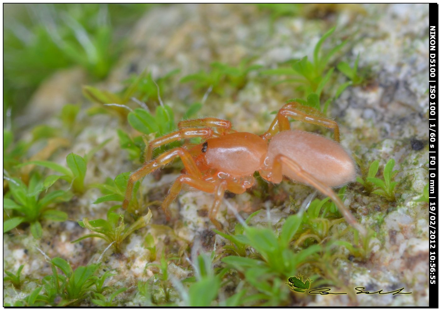 Dysdera sp.