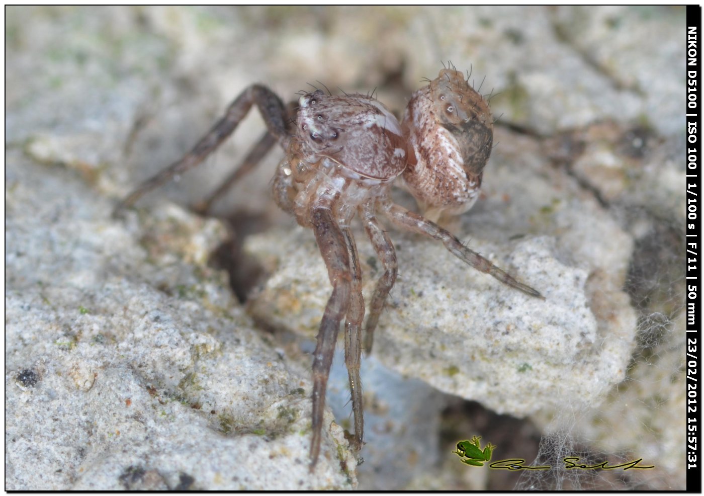 Xysticus sp. documentazione della muta