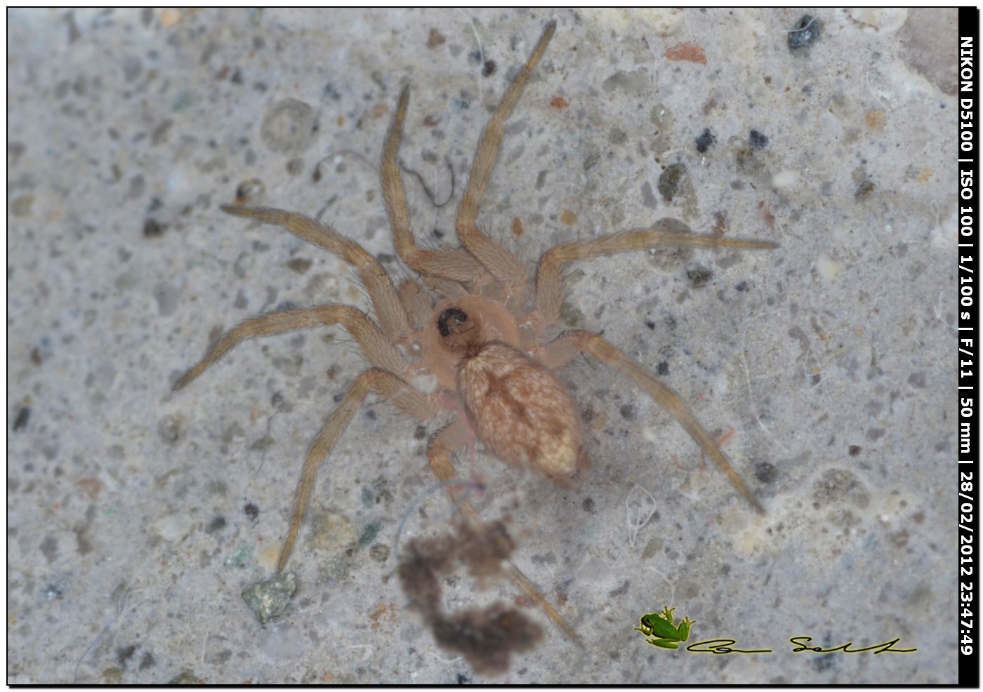 Oecobius sp.