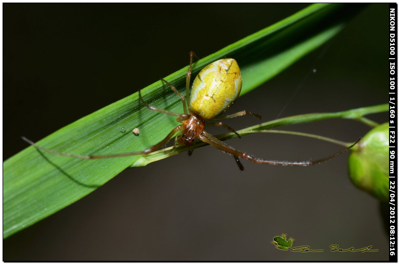 Tetragnathidae
