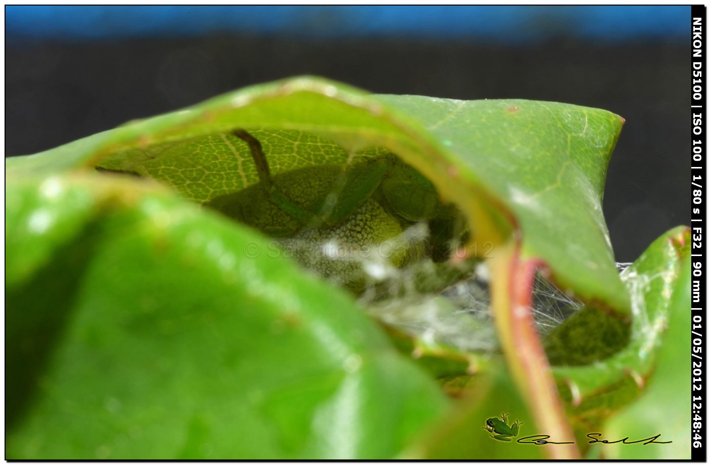 Micrommata ligurina