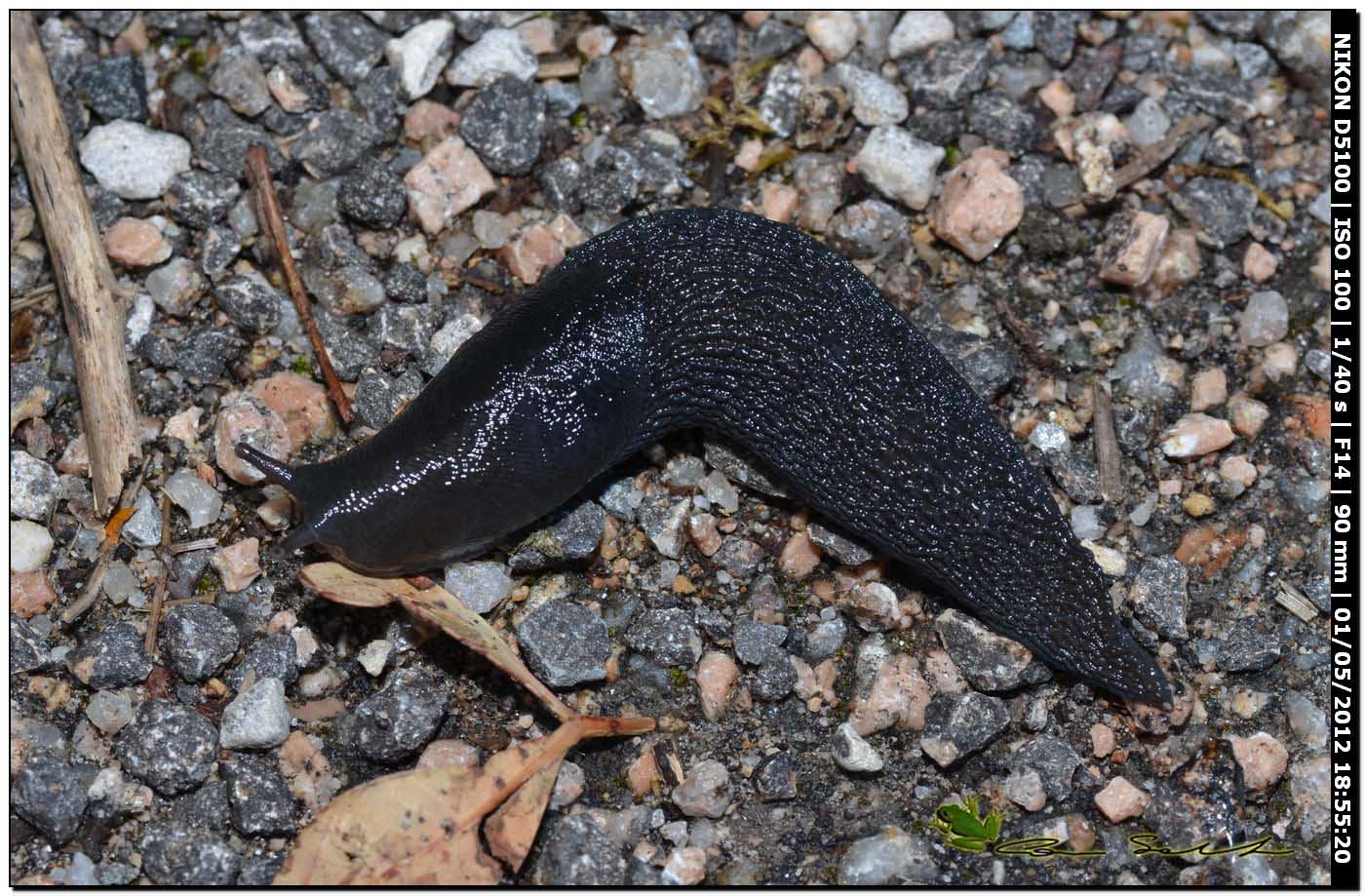 Limax gruppo corsicus da Ittiri (nero)