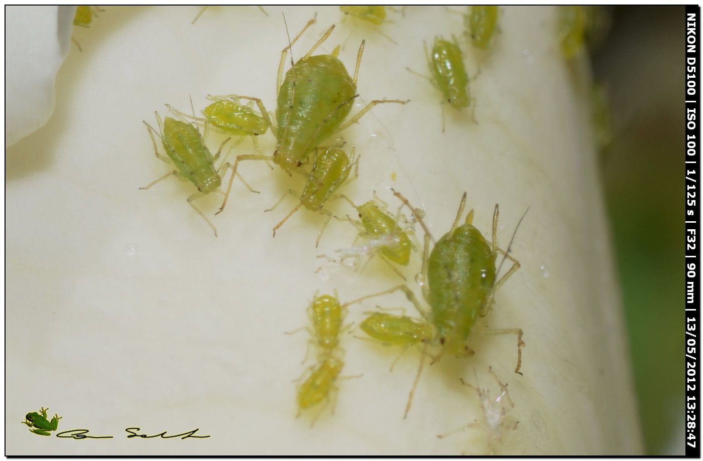 Afidi verdi - Macrosiphum cf rosae