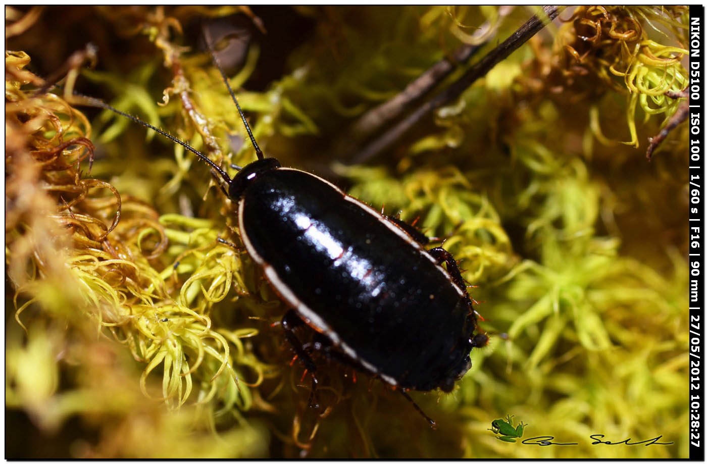 Loboptera decipiens (Germar, 1817)